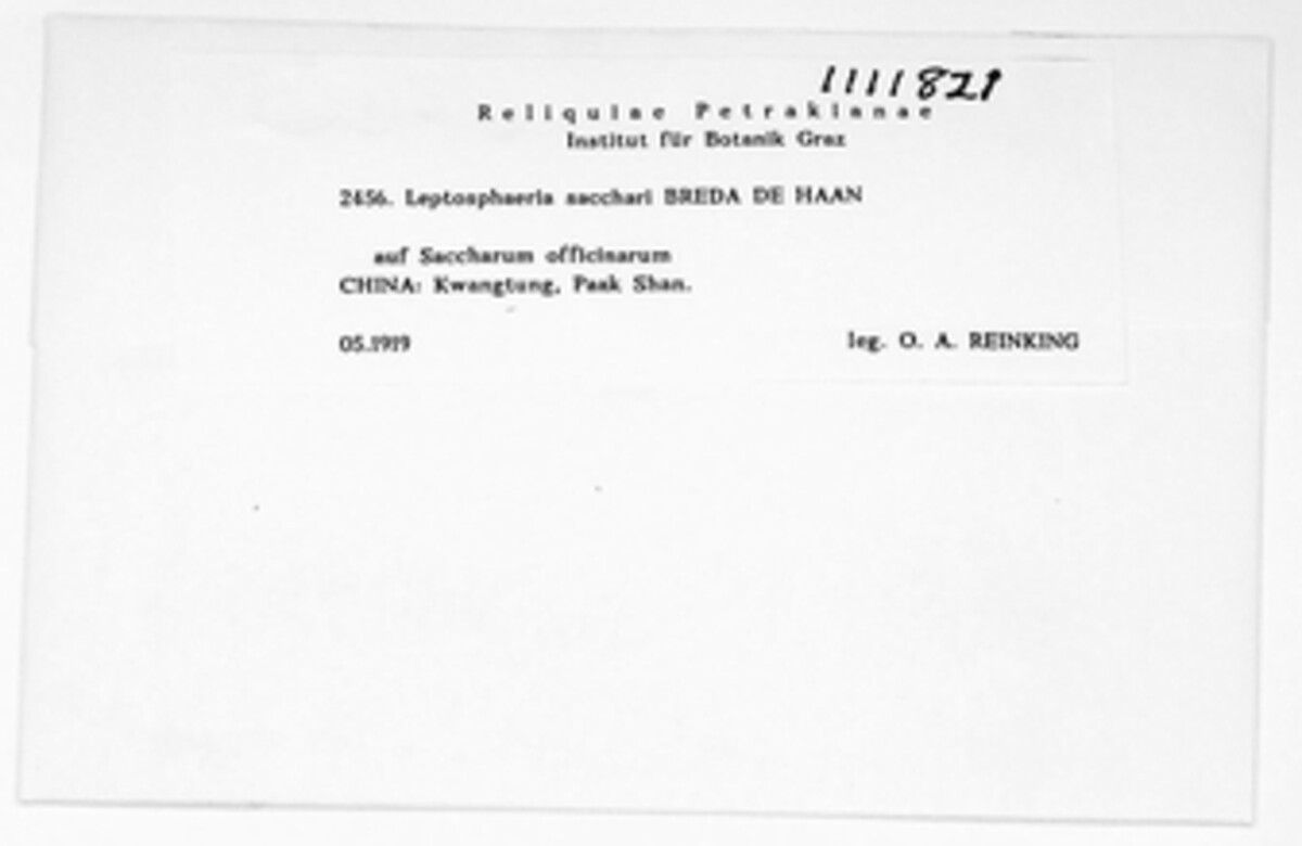 Epicoccum sorghinum image